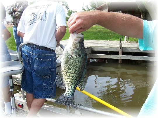 Black Crappie - BC - FINGERLING FISH Black Crappie