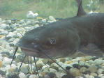 Channel Catfish - CCF - FINGERLING FISH Channel Catfish