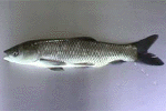 Grass Carp - GC - FINGERLING FISH Grass Carp